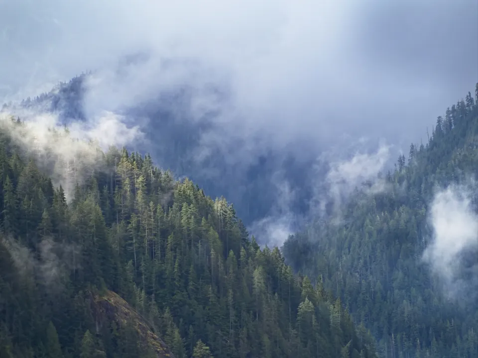 Morning mist drifting through a forested mountainside in the Upstate