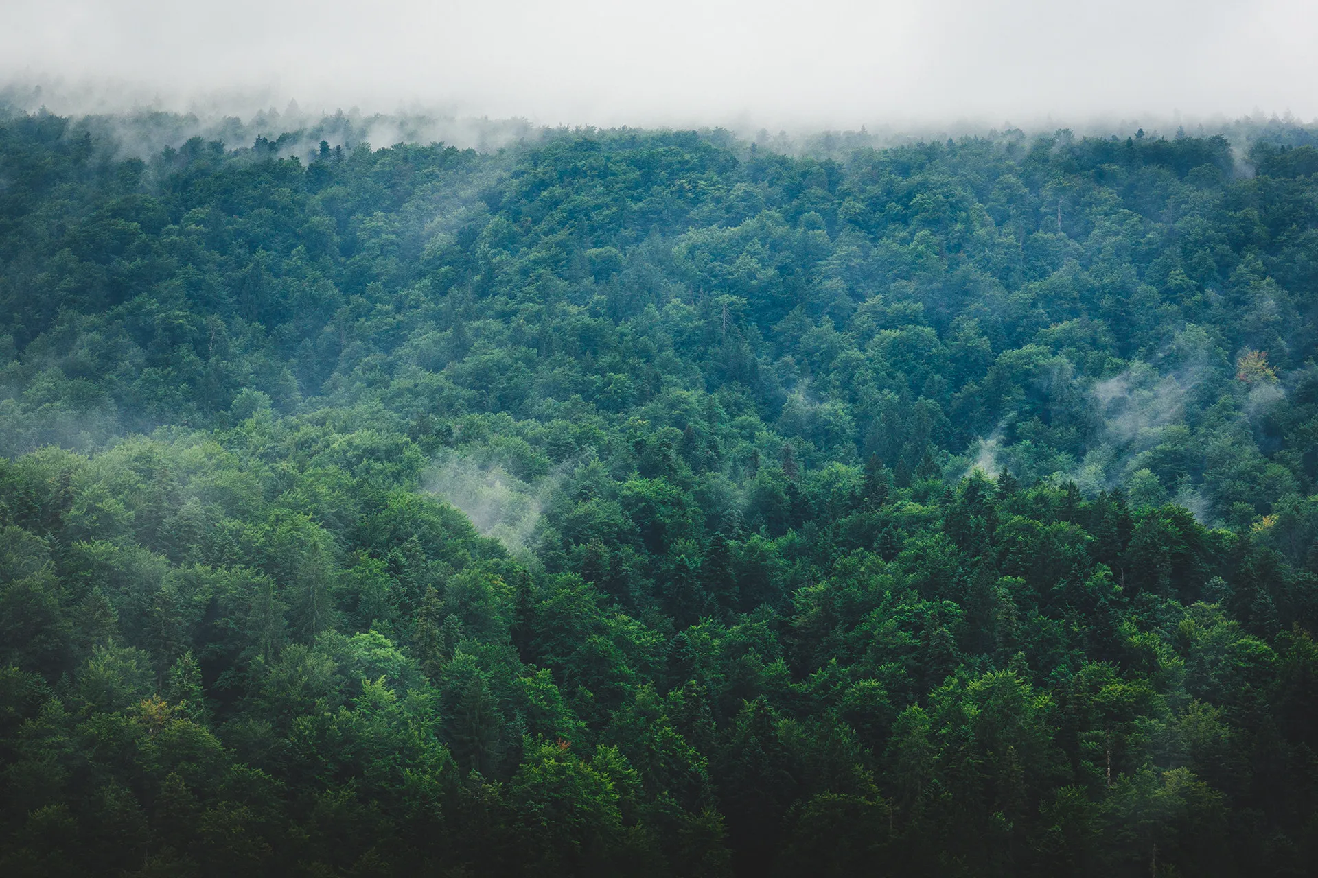 Mist settling over a forest of the Upstate