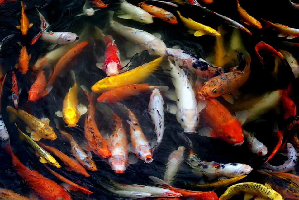 Koi moving slowly beneath the surface of a pond