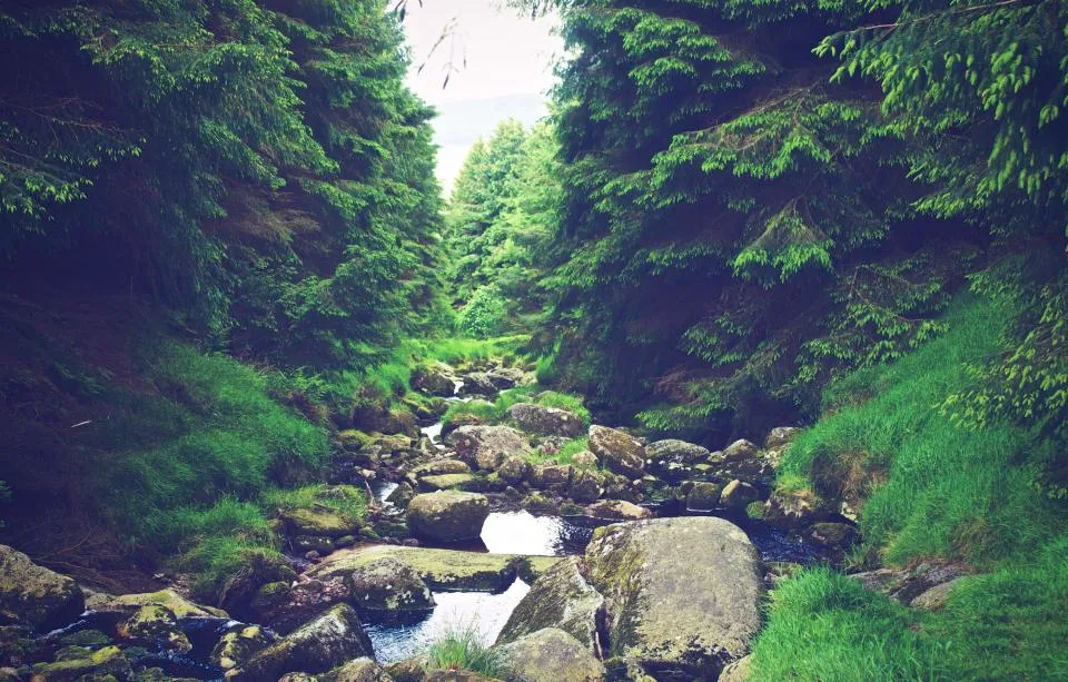 A quiet creek running over mossy stones in the forest